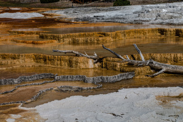 Mammoth Hot Springs