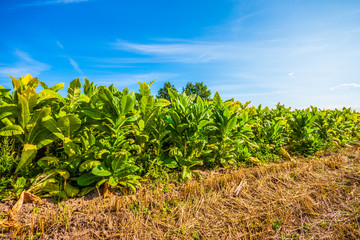 Tobacco field