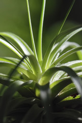Bromélia (flora) | Bromeliad fotografado em Guarapari, Espírito Santo -  Sudeste do Brasil. Bioma Mata Atlântica. 