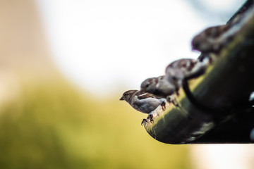 Obraz premium moonrakers birds