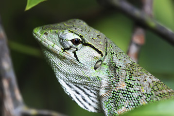 Lagarto Papa-vento (Polychrus marmoratus) | Many-colored Bush Anole fotografado em Guarapari, Espírito Santo -  Sudeste do Brasil. Bioma Mata Atlântica. 