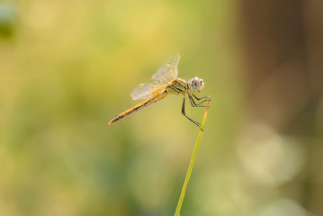 The red-veined darter female