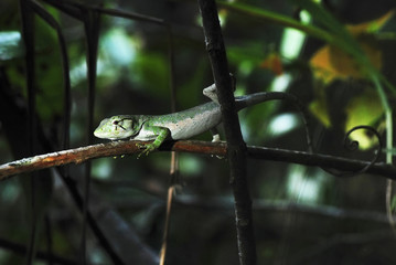 Lagarto Papa-vento (Polychrus marmoratus) | Many-colored Bush Anole fotografado em Guarapari, Espírito Santo -  Sudeste do Brasil. Bioma Mata Atlântica. 