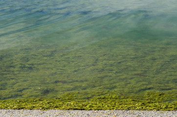 The sea after a storm is polluted by seaweed