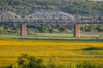 Fototapeta premium Rapeseed field and railway bridge