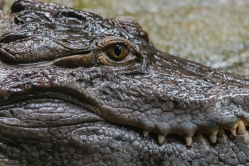 Crocodile close up
