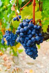 Ripe red wine grape ready to harvest and wine production