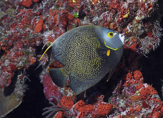 French Angelfish Pats Wall, Grand Cayman