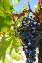 Red wine grape riping in the south french vineyards, Provence