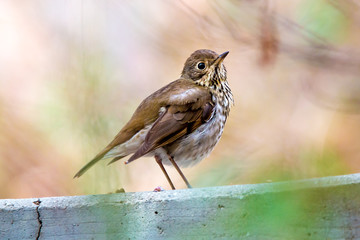 Ruffled #1