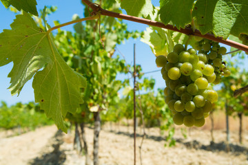 Fototapeta premium White wine grape riping in the south french vineyards, Provence
