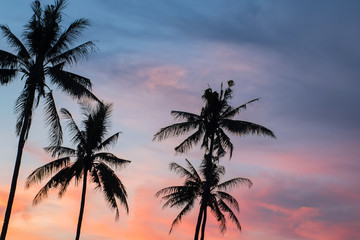 Obraz na płótnie Canvas coconut tree during sunset