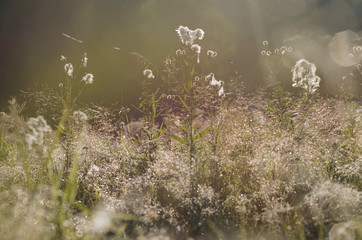 Field flowers and grass in the rays of the rising sun. A gentle, magical macro landscape.