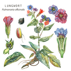 Botanical illustration of a medicinal plant Longwort (Pulmonaria officinalis). The first spring flower. Watercolor drawing.
