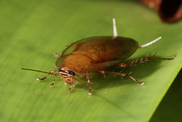 Barata-do-mato (Blatídeos) | Bush's Cockroach fotografado em Guarapari, Espírito Santo -  Sudeste do Brasil. Bioma Mata Atlântica.