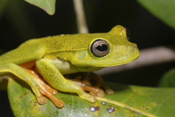 Perereca-verde (Hypsiboas albomarginatus) | White-banded tree frog fotografado em Guarapari, Espírito Santo -  Sudeste do Brasil. Bioma Mata Atlântica.