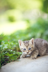 Baby kitten playing in garden