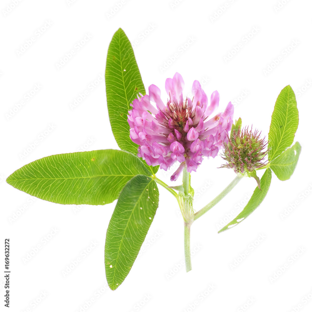 Wall mural flowers of red clover on a white background