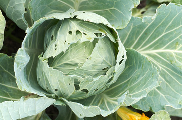 Cabbage green head in a field on a farm.Green collard growing in the garden/Young cabbage heads.Closeup fresh green cabbage in vegetable garden