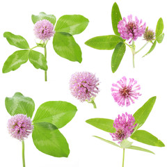 flowers of red clover on a white background