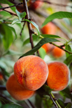 Ripe peaches growing in peach tree