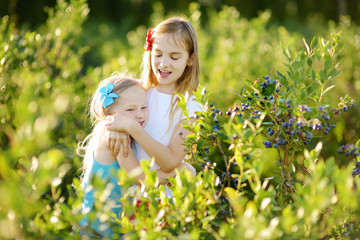 Cute little sisters picking fresh berries on organic blueberry farm on warm and sunny summer day