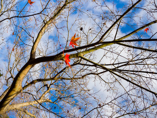Autumn landscape, yellow, orange and red Autumn trees and leaves ,Colorful foliage in the Autumn park at Kyoto
