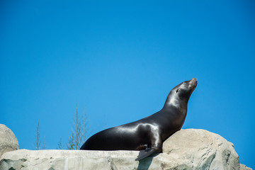 Naklejka premium ZOO