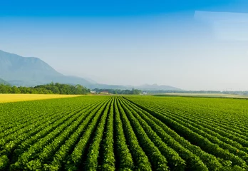 Fototapeten Soy bean row farm with a Tractor in Niseko Hokkaido Japan summer © Fotos 593
