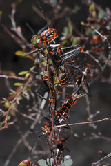 Gafanhoto-soldado (Chromacris speciosa) | Grasshopper fotografado em Guarapari, Espírito Santo -  Sudeste do Brasil. Bioma Mata Atlântica.