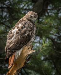 Red Tailed Hawk