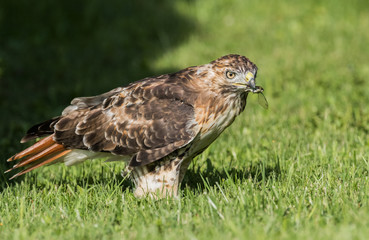 Fototapeta premium Red Tailed Hawk