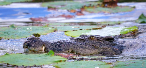 Photo sur Aluminium Crocodile A ferocious Saltwater Crocodile in Kakadu National Park, Australia