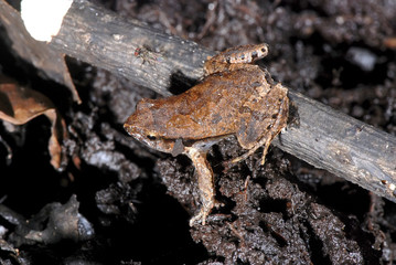 Rãzinha-do-folhiço (Physalaemus crombiei) |Crombie’s Dwarf Frog fotografado em Guarapari, Espírito Santo -  Sudeste do Brasil. Bioma Mata Atlântica.