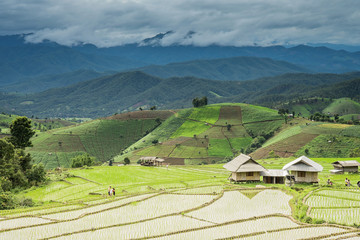 Obraz premium Terraced Paddy Field in Mae-Jam Village , Chiang Mai Province ,