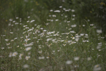 campo flores 