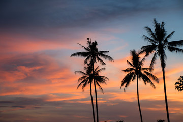 Fototapeta na wymiar coconut tree during sunset