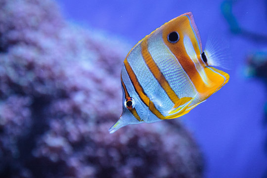 Copper-banded butterflyfish, Chelmon rostratus
