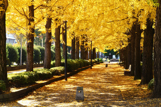 2 594 Best 銀杏並木 Images Stock Photos Vectors Adobe Stock 2 594 Best 銀杏並木 Images Stock Photos Vectors Adobe Stock