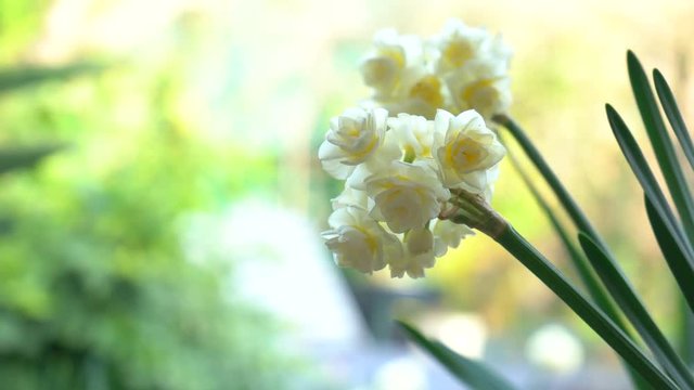 Erlicheer jonquil daffodils in natural garden setting, closeup handheld.