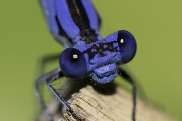 Lil'Blue Eyes
