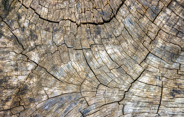 Fototapeta premium Old wood pattern