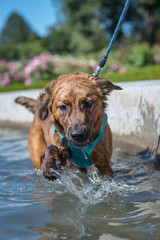 Dog splashing in the water