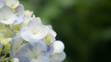 Hydrangea after the rain