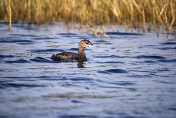 Mergulhão-caçador (Podilymbus podiceps) | Pied-billed Grebe fotografado em Guarapari, Espírito Santo -  Sudeste do Brasil. Bioma Mata Atlântica.
