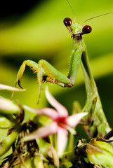 Louva-a-deus (Mantodea) | Praying mantis fotografado em Guarapari, Espírito Santo -  Sudeste do Brasil. Bioma Mata Atlântica.