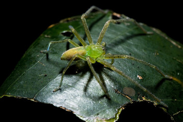 Aranha (Aracnídeo) | Spider fotografado em Guarapari, Espírito Santo -  Sudeste do Brasil. Bioma Mata Atlântica.