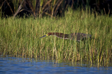 Socó-boi (Tigrisoma lineatum) | Rufescent Tiger-Heron fotografado em Guarapari, Espírito Santo -  Sudeste do Brasil. Bioma Mata Atlântica.