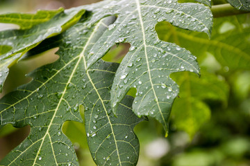 Papaya leaves after rain
