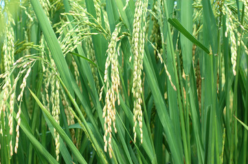 close up on rice and leaves in the field